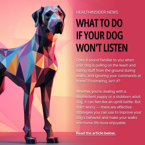 What to Do If Your Dog Won't Listen